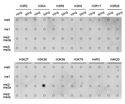 WB analysis of various samples using GTX54108 Histone H3K36me2 (di-methyl Lys36) antibody. Loading : 25ug per lane